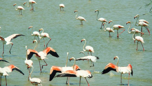 1-day tour to Donana National Park in Spain|Including 4WD off-road|Experience natural wonders