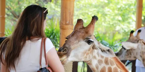大城動物園+瑪哈泰+亞柴蒙考一日遊|可選長頸鹿/水豚老虎影相