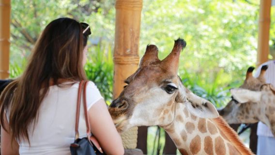 【特価】シーアユタヤ ライオン パーク ワンデーツアー|キリンとの記念撮影オプション|カピバラ|トラを散歩させる