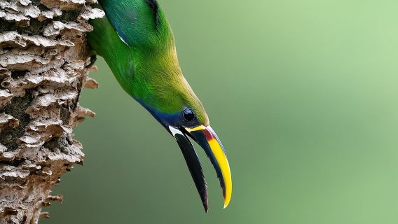 Visita guidata alla foresta nebulosa di Monteverde