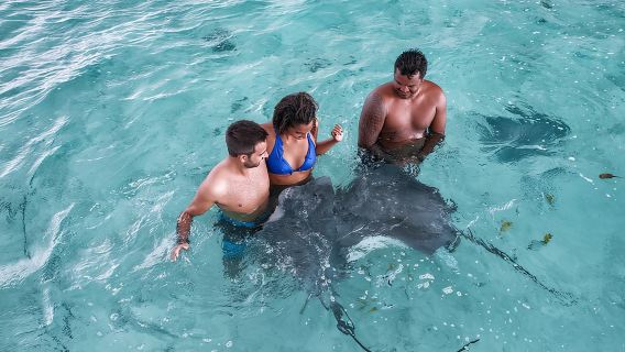Pelayaran Snorkeling Ramah Lingkungan Bora Bora Termasuk Snorkeling dengan Hiu dan Ikan Pari