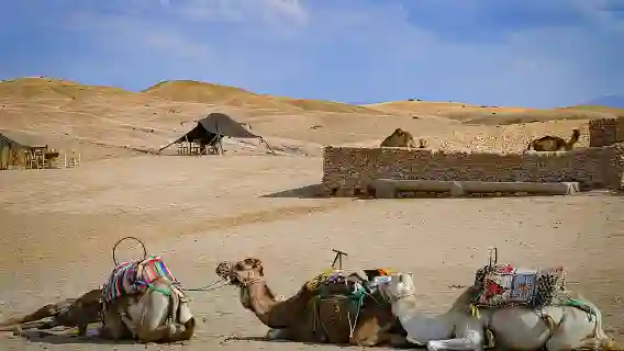 Quad, camel and dinner with show in the desert of Agafay