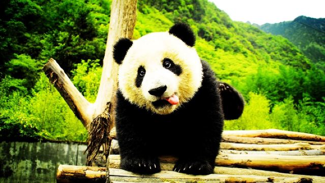 成都大熊貓繁育研究基地+都江堰一日遊【可選航空座椅+純玩團】