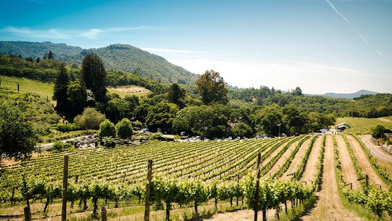 Sonoma and Napa Valley wine tour from San Francisco