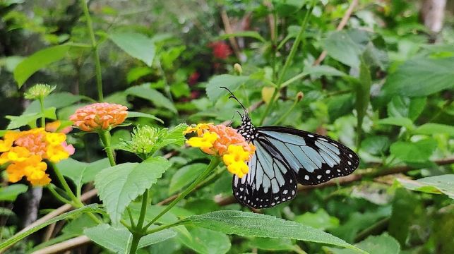 薄荷島：Napaling 浮潛 ＆ 陸地精華遊｜含巧克力山／眼鏡猴／羅博河／蝴蝶園等