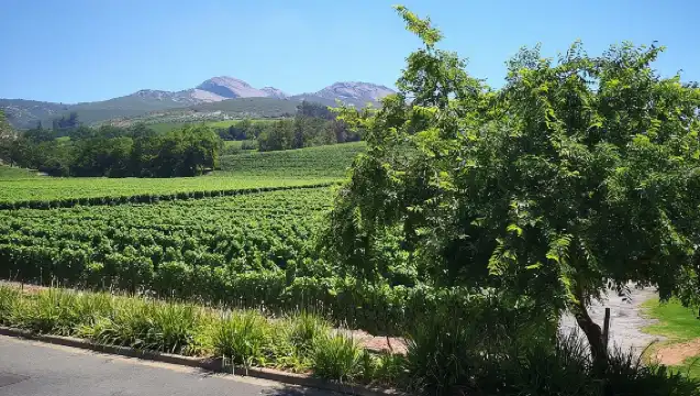 ทัวร์สเตลเลนบอชแบบส่วนตัว ทัวร์ชมไวน์ฟรานส์ชอคพาร์ล จากเคปทาวน์