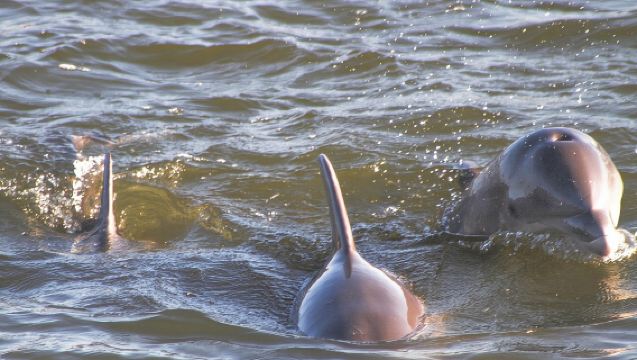 2-Hour Dolphin and Nature Eco Tour from Orange Beach