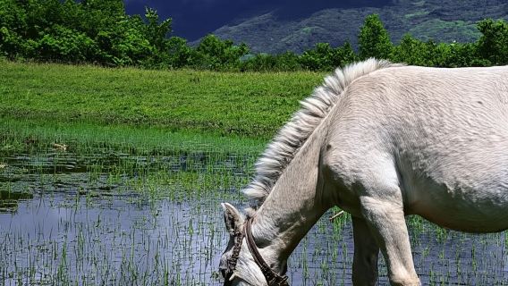 麗江：玉龍雪山、藍月谷與表演