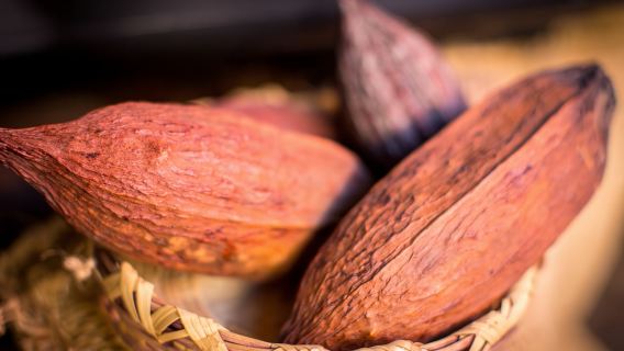 San Miguel de Allende: Chocolate Tasting and Walking Tour