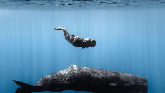 Mauritius Eco Whales Quest, 3-4 Stunden Expedition