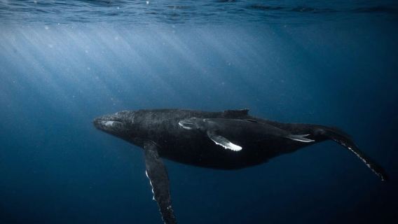 ไวกิกิ: การผจญภัยดำน้ำตื้นยามพระอาทิตย์ตก