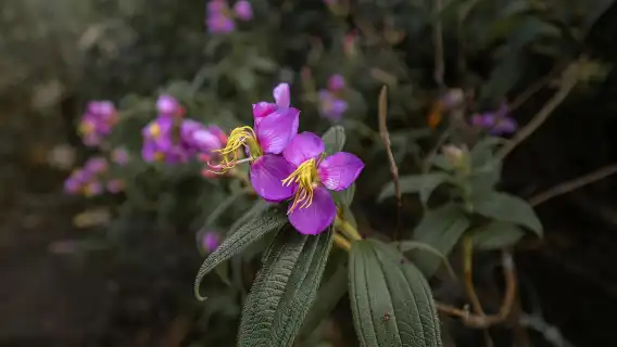 清邁:茵他儂公園和 Kew Mae Pan 2 小時健行