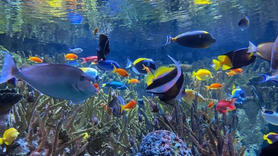 美國波士頓新英格蘭水族館+富蘭克林動物園【親子時光】