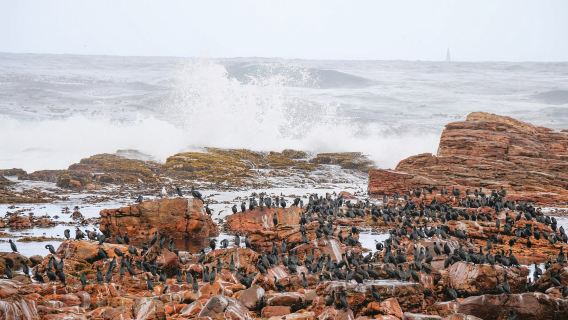 南非|開普敦一日遊【包車10小時】