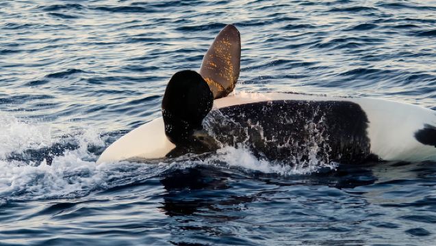 Long Beach: Crucero de avistamiento de ballenas y delfines