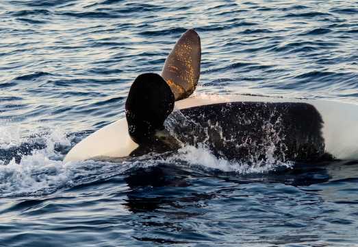 Long Beach: Whale and Dolphin Watching Cruise