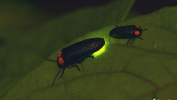 クアラルンプール発|蛍鑑賞クルーズツアー|日本語ガイド|半日ツアー|午後|夕食あり/クアラセランゴール川