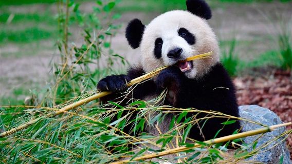 熊貓基地＋三星堆一日遊 2-8 人小團＋獨立用車＋三環內上門接送