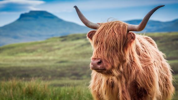 InvernessTours