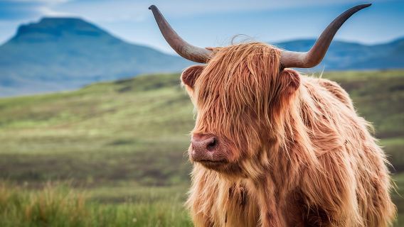 Scottish Highlands, Loch Ness and Glencoe Day Trip from Edinburgh
