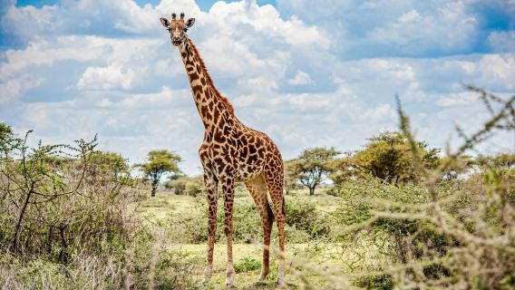 Tour al Parco nazionale di Nairobi in Kenya (orfanotrofio degli elefanti/centro delle giraffe/prenotazione a partire da 1 persona)