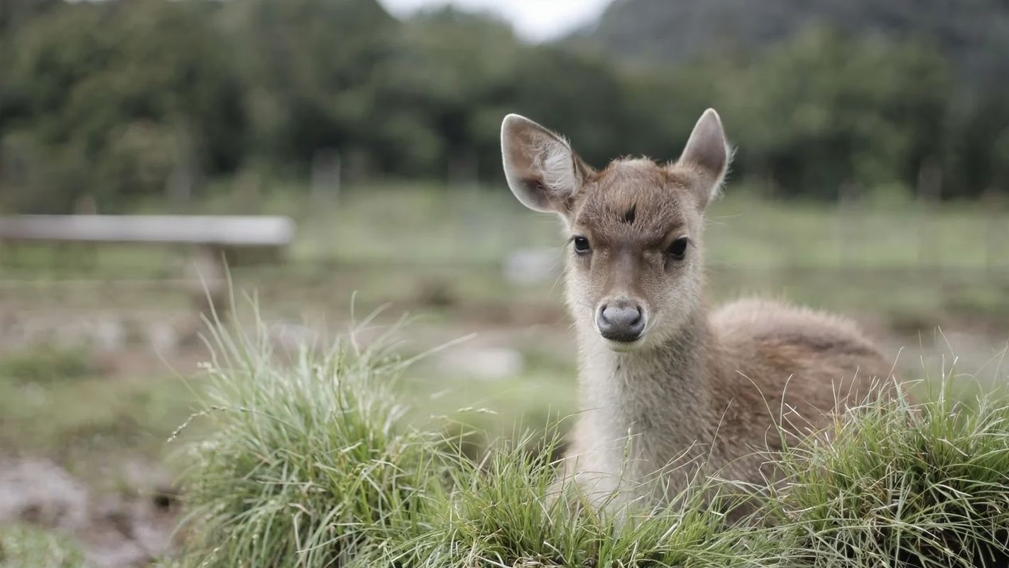 Rancabali Ranca Upas Ciwidey · Campsite Service[Two-wheeler entry (visit)]