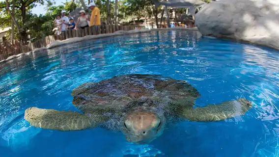 Tour Praia do Forte and Guarajuba, Leaving Salvador-Bahia.