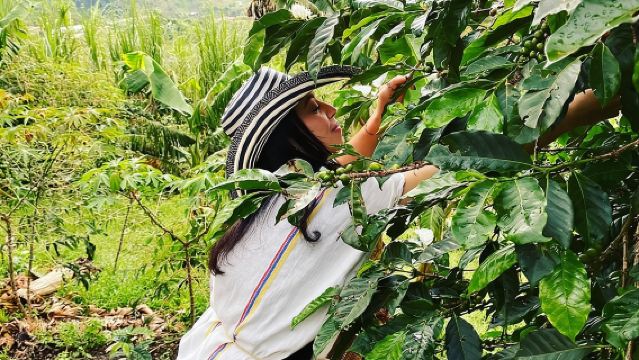 Coffee tour in Medellín with tastings and transportation