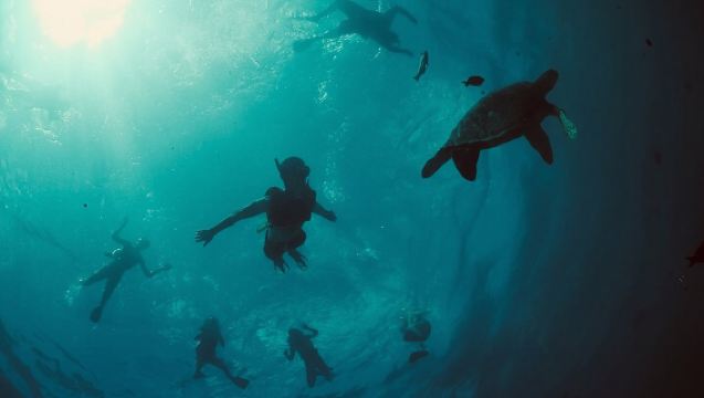 Excursion de snorkeling à Waikiki