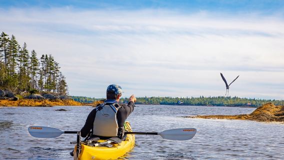 Nova scotia: Tour chèo thuyền kayak nửa ngày có hướng dẫn tại quần đảo LaHave