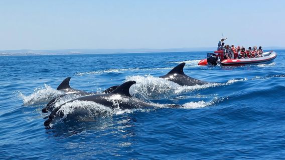 Dari Albufeira: Lawatan Bot Berpandu Gua Benagil dan Dolphins
