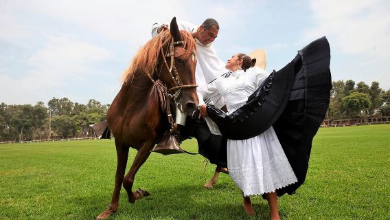 Lima: Pranzo a buffet, spettacolo di danza: Cavalli da passo peruviani: