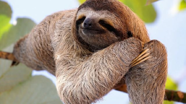 Faultierbeobachtung + Wasserfall & Bio-Kaffee- und Schokoladentour