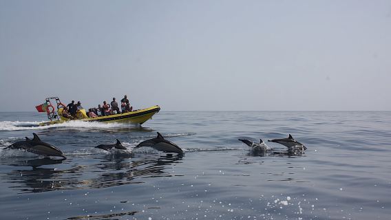 Dolphin and cave watching cruise aboard the Insónia