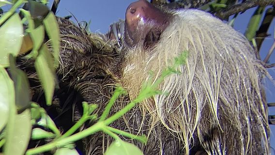 เดินป่ากลางคืน 2 ชั่วโมง ใกล้ฟินกา ลันตานา มอนเตเวอร์เด