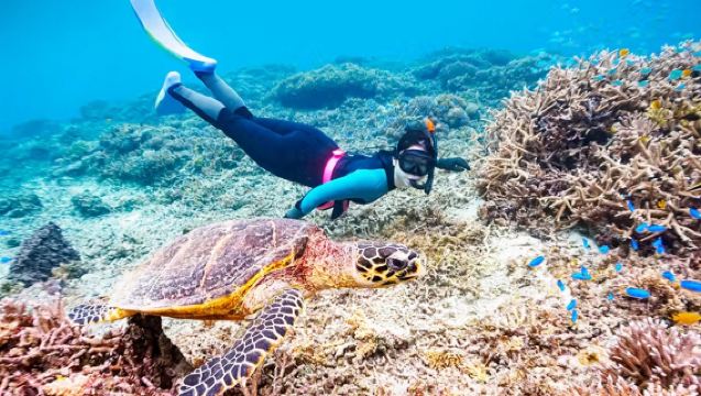 沖縄慶良間諸島シュノーケリング半日ツアー ウミガメと一緒に泳ぐ|フリーダイビングの写真|利用可能な時間帯