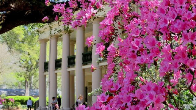 ทัวร์สวนโอ๊คตรอกพร้อมบริการรถรับส่งจากนิวออร์ลีนส์