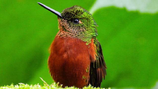 Papallacta Hot Springs & Guango Birding Reserve Private Tour