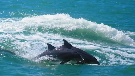 Clearwater: Guided Dolphin Exploration Cruise