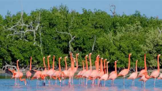 Playa Las Coloradas day tour from Cancun (English-speaking group, Yucatan Peninsula)