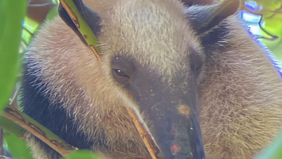 Увита: однодневная экскурсия в национальный парк Корковадо Сан-Педрильо из Увиты.