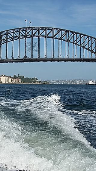 Auckland whale and dolphin watching half-day cruise [interact with wildlife in Hauraki Gulf]