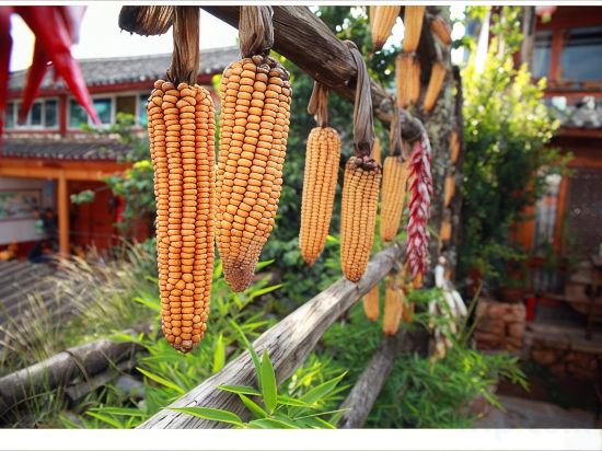 Others 4, Flower Words, Lijiang