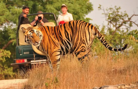 倫滕博爾老虎野生動物園門票（含可選接送服務）