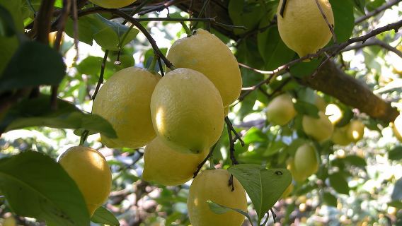 Pengalaman Pertanian dan Makanan Sorrento termasuk Minyak Zaitun, Limoncello, Mencicipi Anggur