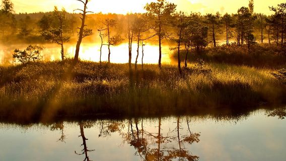 Sonnenaufgang im Kemeri-Nationalpark – Kleingruppe