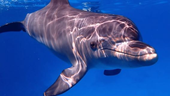 Giornata intera alla Dolphin House e nuotata con i delfini