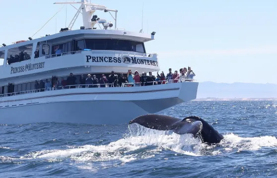 蒙特雷賞鯨之旅