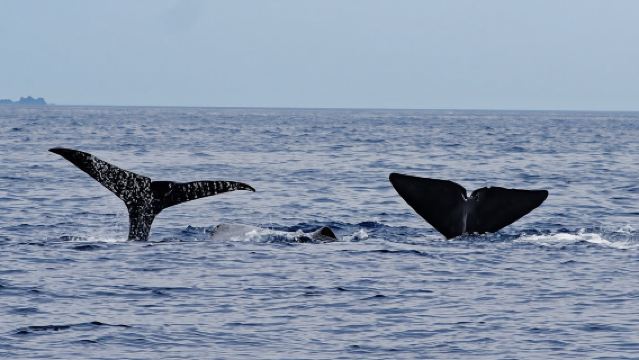 Whale and Dolphin Watching Boat Tour in Pico Island
