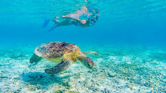 Lặn ống thở ở Turtle Canyon * Đảm bảo sẽ nhìn thấy rùa!!!